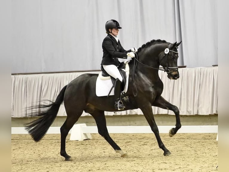Oldenburg Mare Foal (04/2023) 16,2 hh Bay-Dark in Homberg (Ohm)