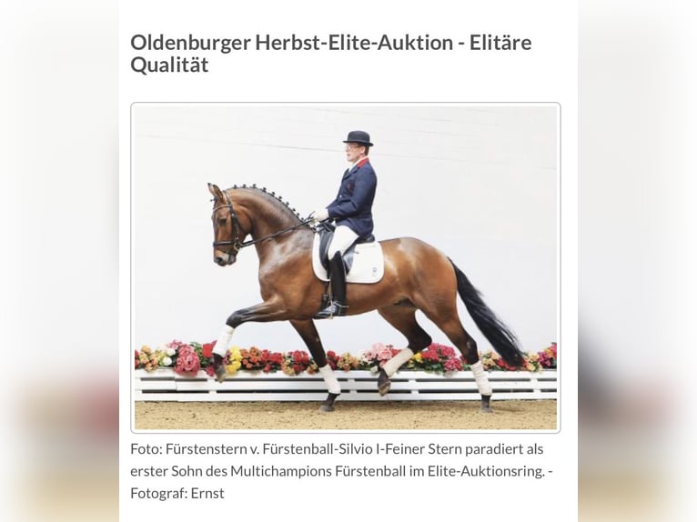 Oldenburg Mare Foal (04/2023) 16,2 hh Bay-Dark in Homberg (Ohm)