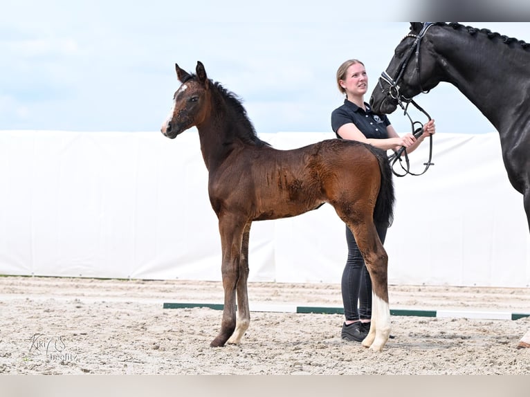 Oldenburg Mare Foal (04/2026) 16.2 hh Bay-Dark in Osterode am Harz