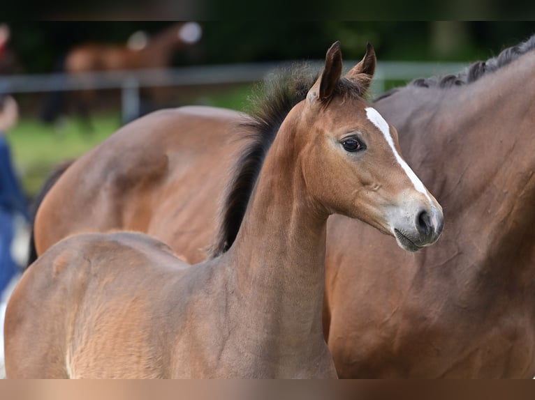 Oldenburg Mare Foal (03/2024) 16,2 hh Bay-Dark in Neuenkirchen