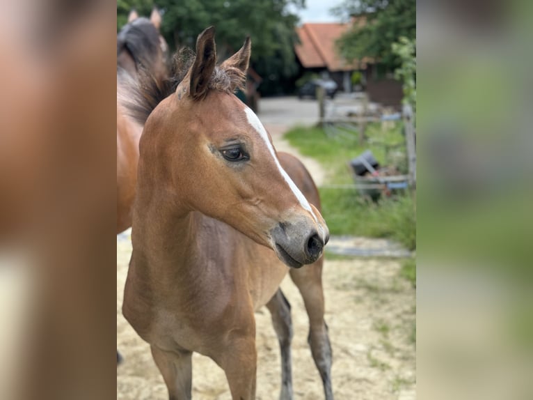 Oldenburg Mare Foal (03/2024) 16,2 hh Bay-Dark in Neuenkirchen