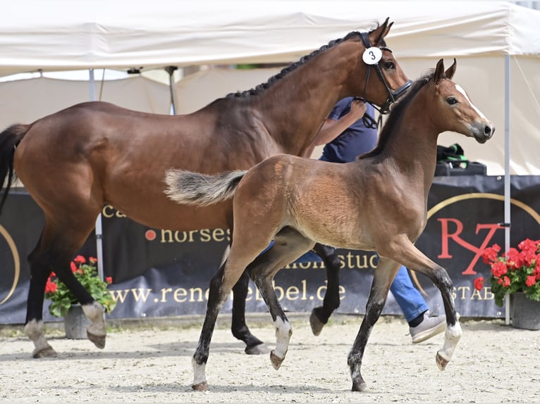 Oldenburg Mare Foal (03/2024) 16,2 hh Bay-Dark in Neuenkirchen