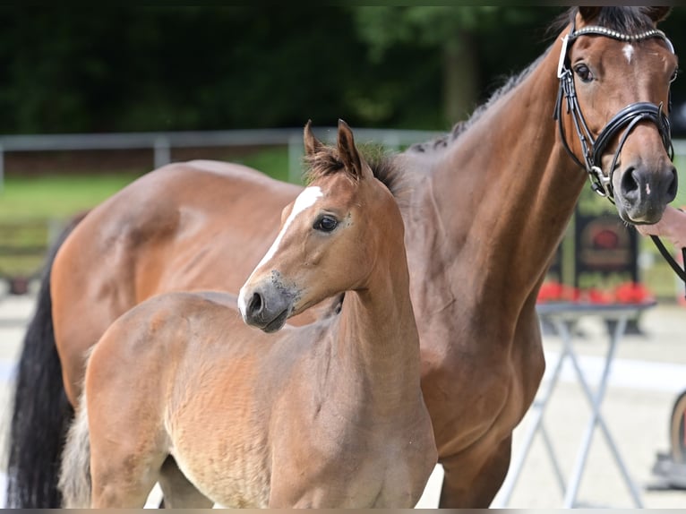 Oldenburg Mare Foal (03/2024) 16,2 hh Bay-Dark in Neuenkirchen