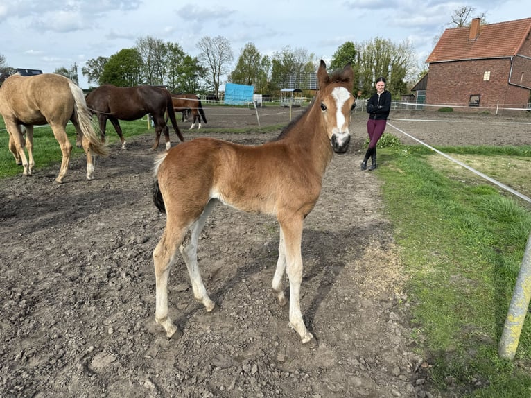 Oldenburg Mare Foal (03/2024) 16,2 hh Bay-Dark in Neuenkirchen