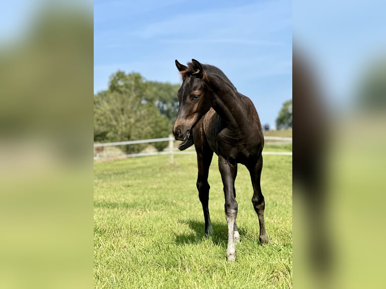 Oldenburg Mare Foal (05/2024) 16,2 hh Black in Krempermoor