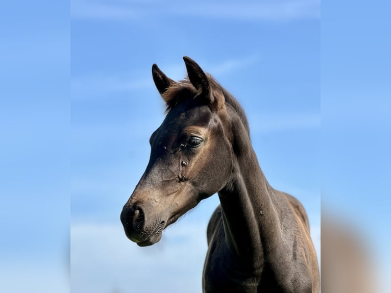 Oldenburg Mare Foal (05/2024) 16,2 hh Black in Krempermoor