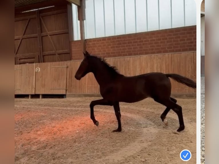 Oldenburg Mare Foal (05/2026) 16.2 hh Black in Meyenburg