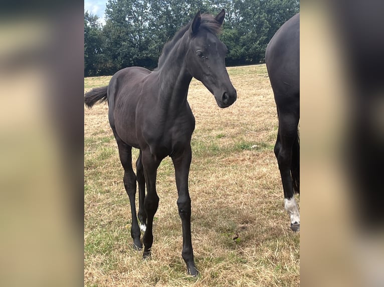 Oldenburg Mare Foal (03/2026) 16.2 hh Black in Bösel