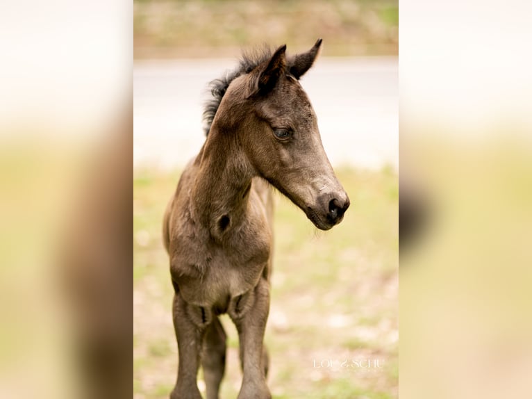 Oldenburg Mare Foal (03/2026) 16.2 hh Black in Sondershausen