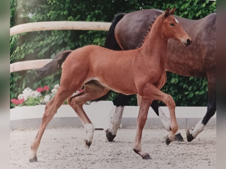 Oldenburg Mare Foal (03/2024) 16,2 hh Brown in Hude (Oldenburg)