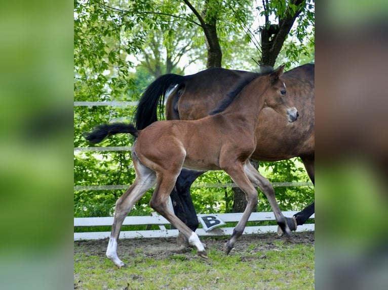 Oldenburg Mare Foal (03/2024) 16,2 hh Brown in Meppen