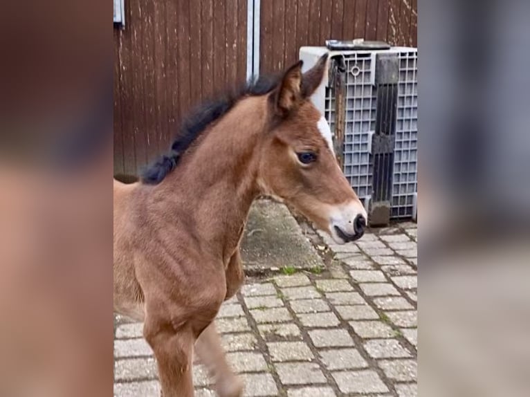 Oldenburg Mare Foal (03/2024) 16,2 hh Brown in Meppen