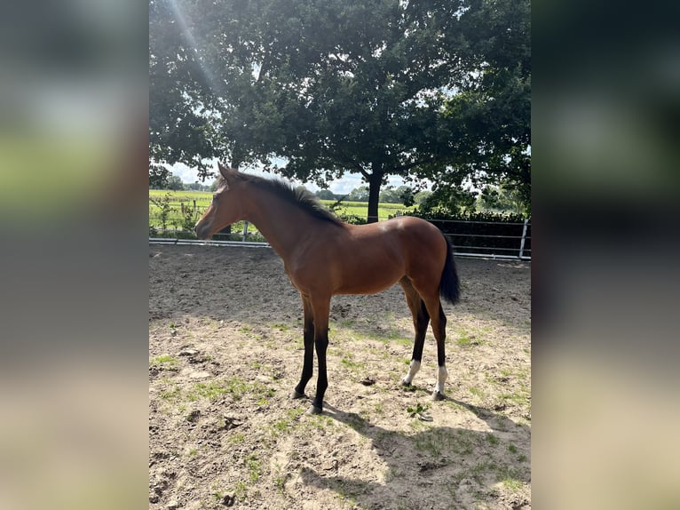 Oldenburg Mare Foal (03/2024) 16,2 hh Brown in Meppen