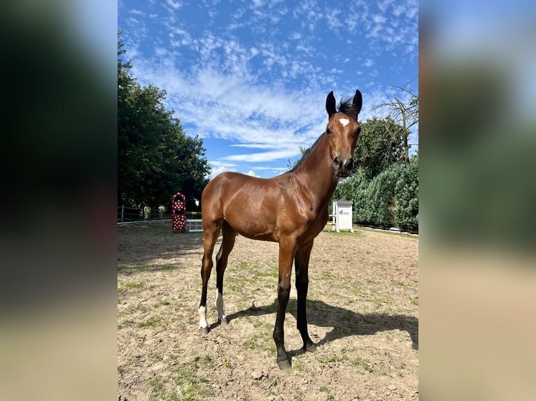 Oldenburg Mare Foal (03/2024) 16,2 hh Brown in Meppen