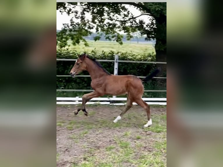 Oldenburg Mare Foal (03/2024) 16,2 hh Brown in Meppen