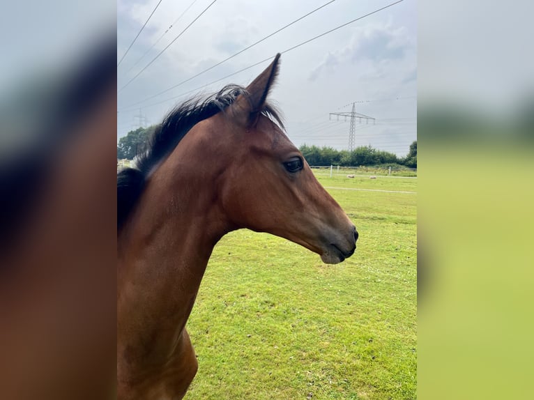 Oldenburg Mare Foal (03/2024) 16,2 hh Brown in Meppen