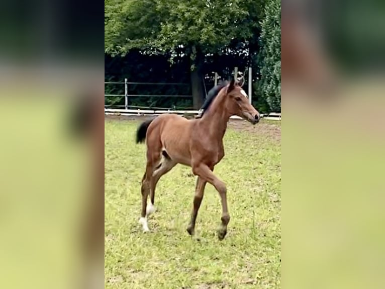 Oldenburg Mare Foal (03/2024) 16,2 hh Brown in Meppen