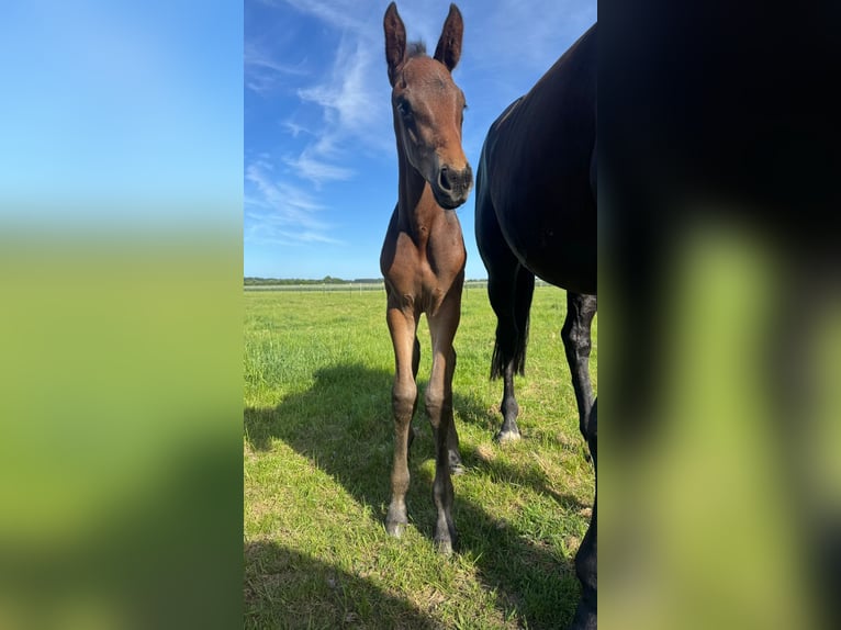 Oldenburg Mare Foal (05/2026) 16.2 hh Brown in Brünzow