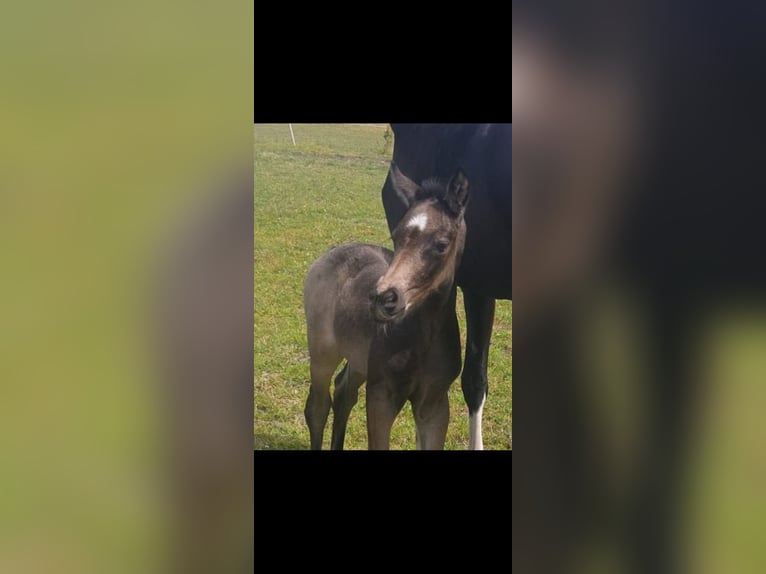 Oldenburg Mare Foal (06/2024) 16,2 hh Buckskin in Mellrichstadt