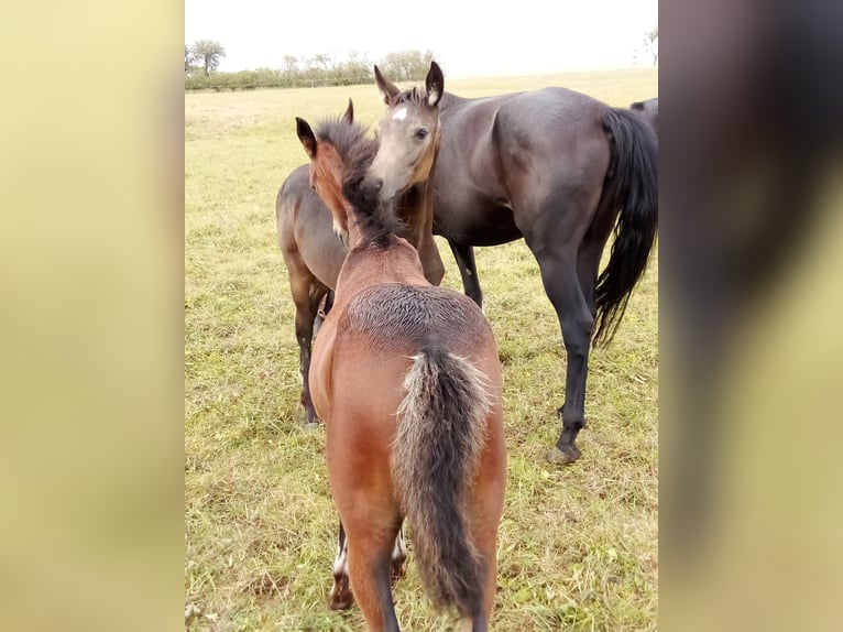 Oldenburg Mare Foal (06/2024) 16,2 hh Buckskin in Mellrichstadt