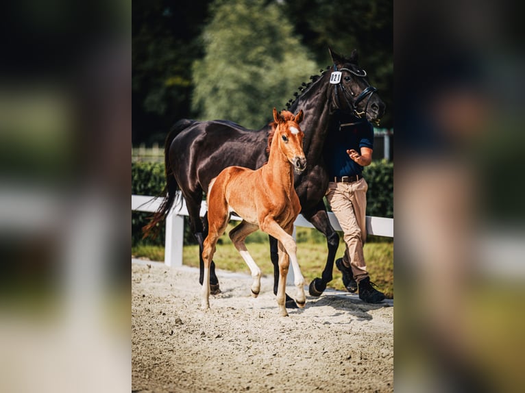 Oldenburg Mare Foal (04/2024) 16,2 hh Chestnut in Bad Münder am Deister