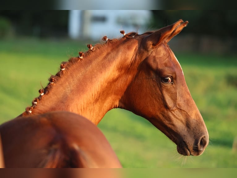 Oldenburg Mare Foal (05/2024) 16,2 hh Chestnut in Usedom