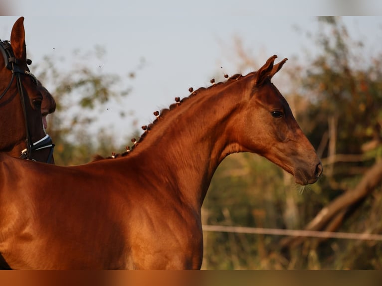 Oldenburg Mare Foal (05/2024) 16,2 hh Chestnut in Usedom