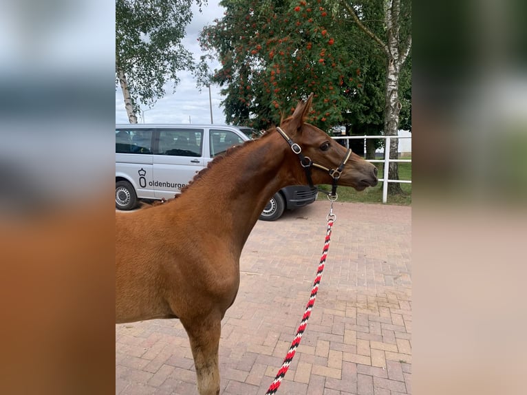 Oldenburg Mare Foal (05/2024) 16,2 hh Chestnut in Usedom