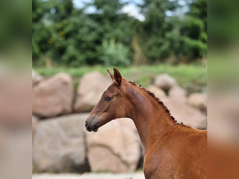 Oldenburg Mare Foal (05/2024) 16,2 hh Chestnut in Usedom