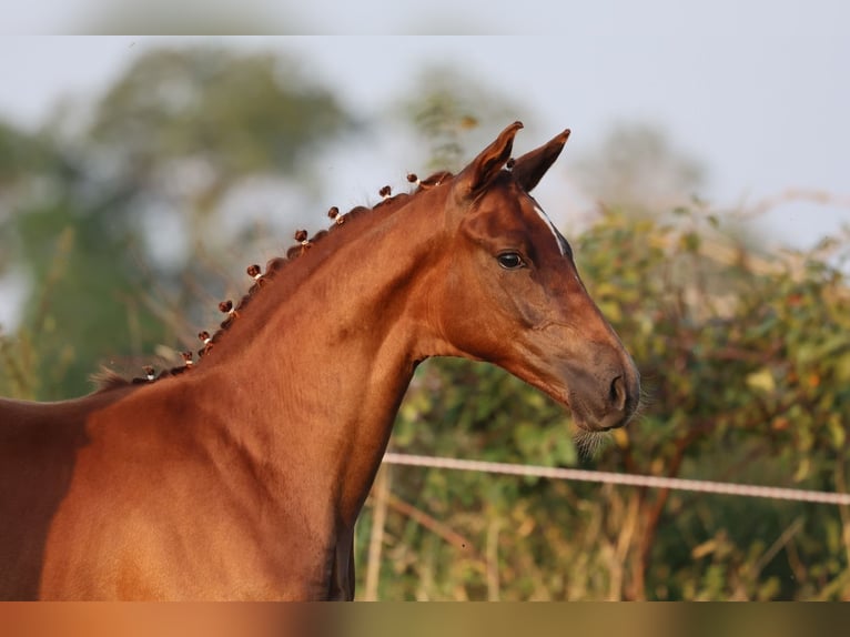 Oldenburg Mare Foal (05/2024) 16,2 hh Chestnut in Usedom