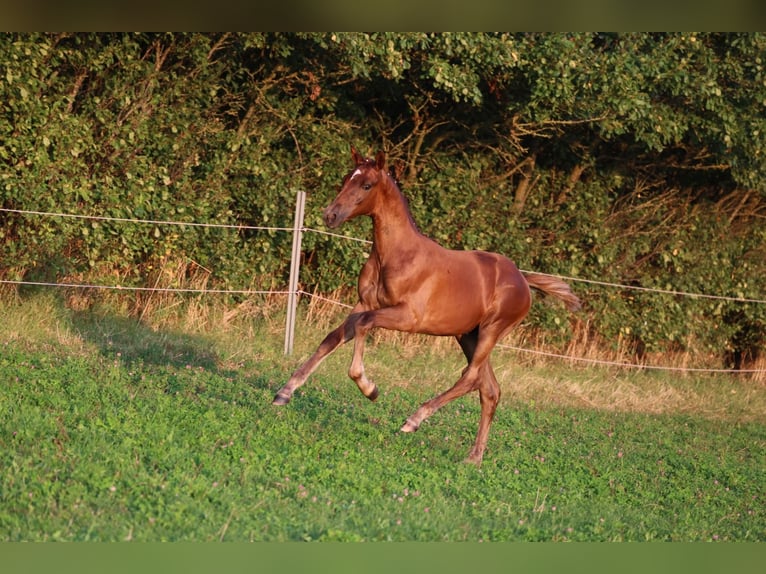 Oldenburg Mare Foal (05/2024) 16,2 hh Chestnut in Usedom