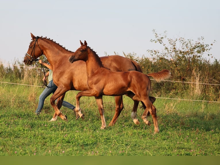 Oldenburg Mare Foal (05/2024) 16,2 hh Chestnut in Usedom