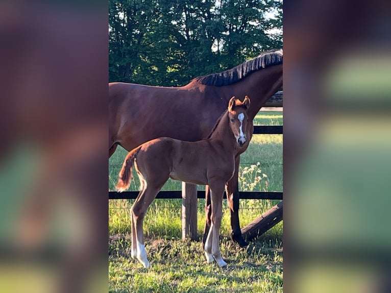 Oldenburg Mare  16,2 hh Chestnut in Werlte