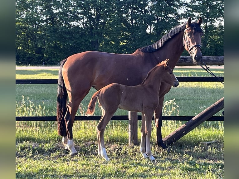 Oldenburg Mare  16,2 hh Chestnut in Werlte