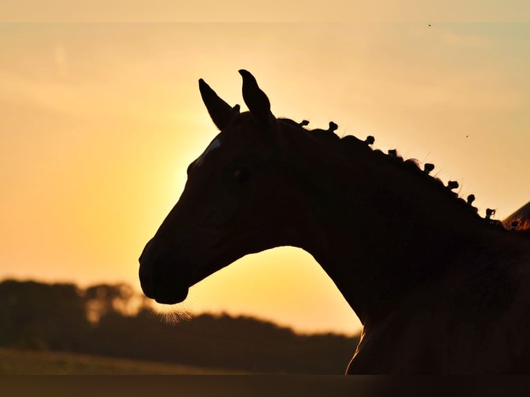 Oldenburg Mare Foal (05/2024) 16,2 hh Chestnut in Usedom