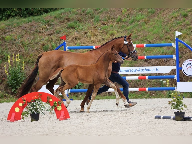 Oldenburg Mare Foal (05/2024) 16,2 hh Chestnut in Usedom