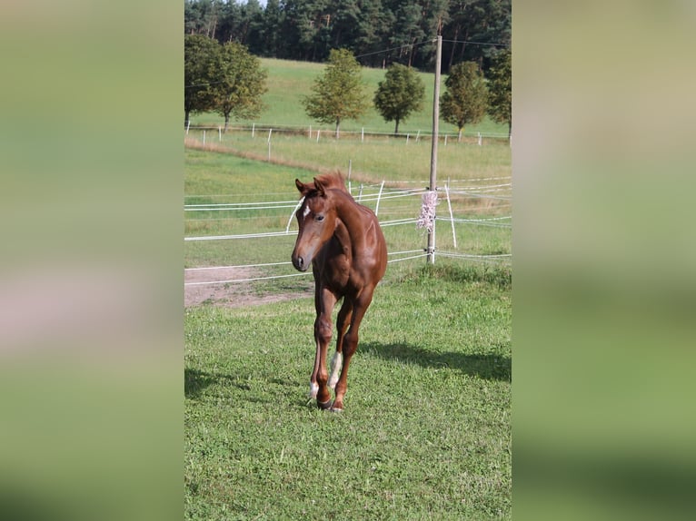 Oldenburg Mare Foal (03/2024) 16,2 hh Chestnut in Trockenborn