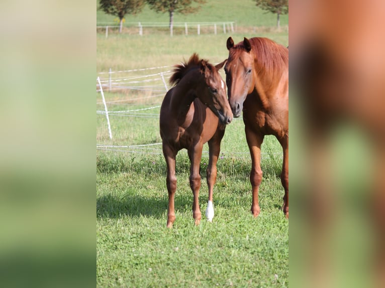 Oldenburg Mare Foal (03/2024) 16,2 hh Chestnut in Trockenborn