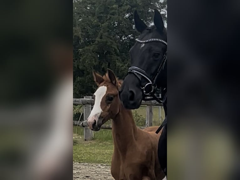Oldenburg Mare Foal (04/2026) 16.2 hh Chestnut-Red in Breklum