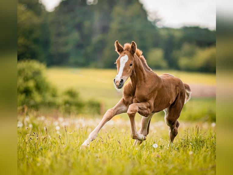 Oldenburg Mare Foal (05/2026) 16.2 hh Chestnut-Red in Hohenahr
