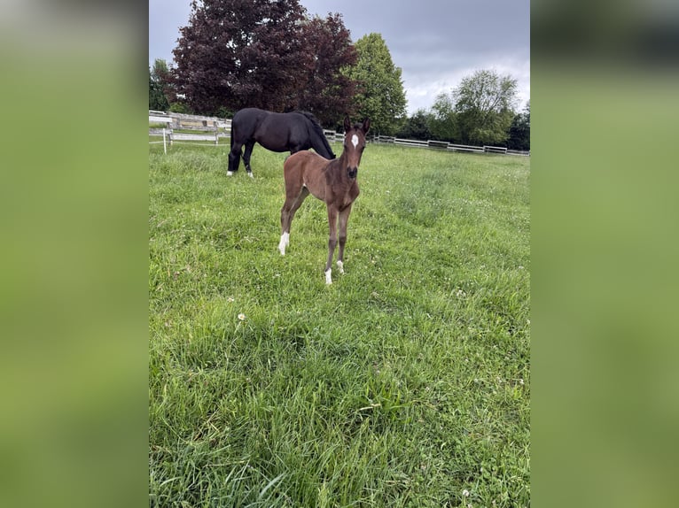 Oldenburg Mare  16,2 hh in Lengerich