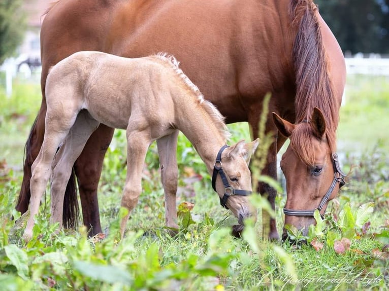 Oldenburg Mare Foal (06/2024) 16,2 hh Palomino in Stuhr