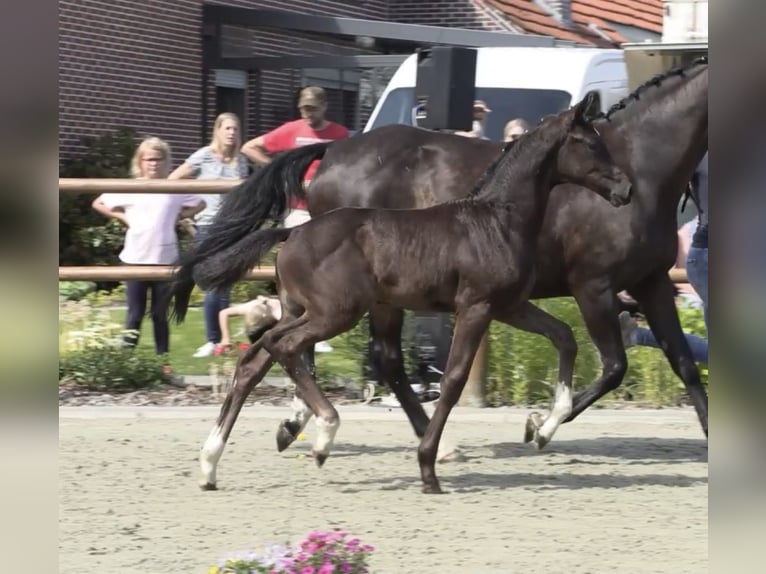 Oldenburg Mare Foal (05/2026) 16.2 hh Smoky-Black in Großefehn Ostgroßefehn