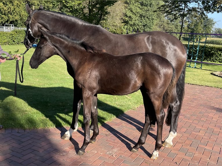 Oldenburg Mare Foal (04/2024) 16,2 hh Smoky-Black in Löningen