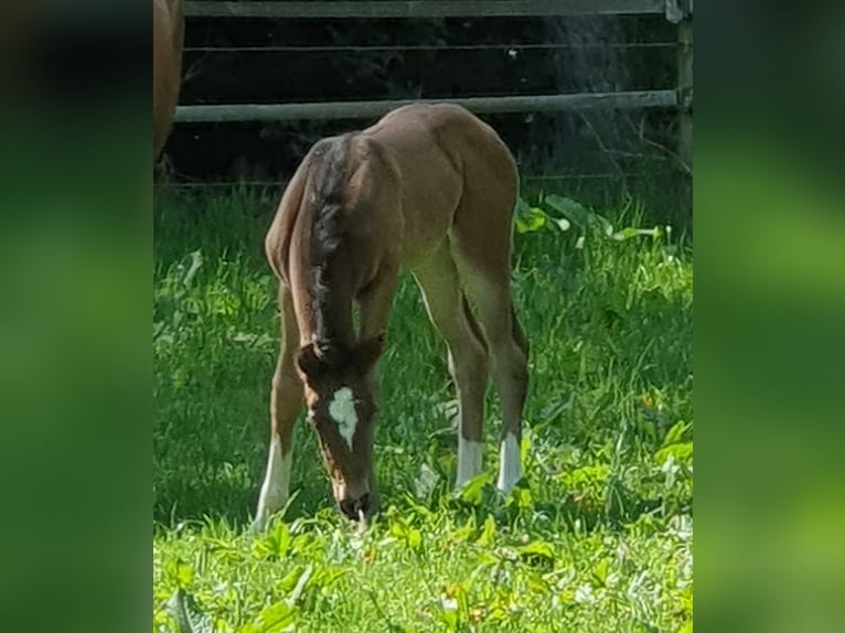 Oldenburg Mare  16,2 hh Smoky-Black in Jesteburg