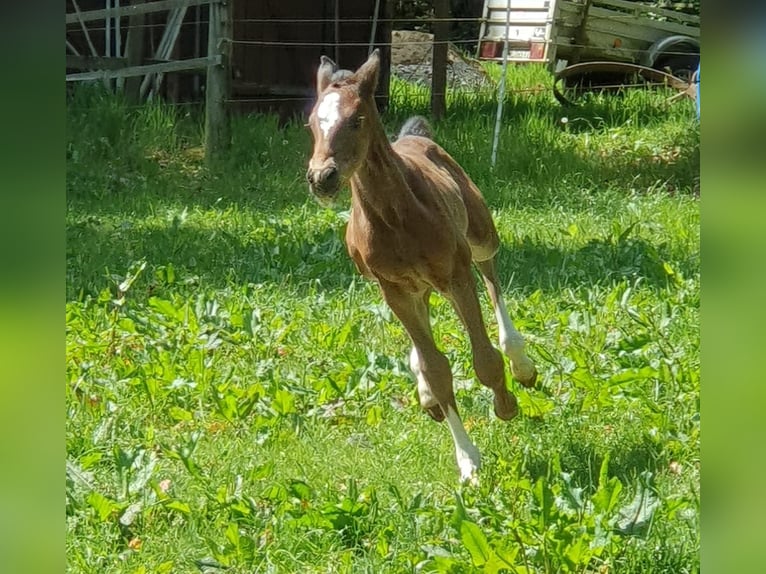 Oldenburg Mare  16,2 hh Smoky-Black in Jesteburg