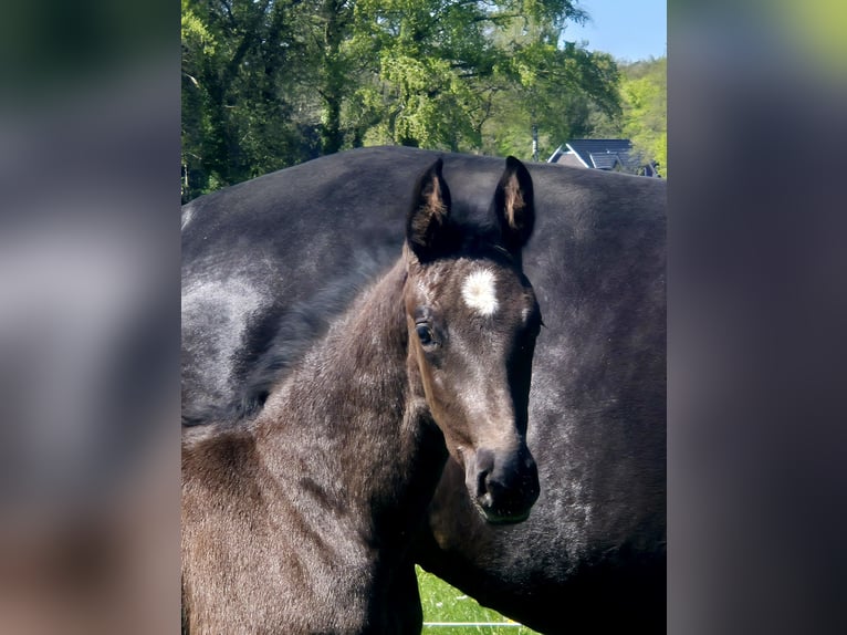 Oldenburg Mare Foal (03/2026) 16.3 hh Bay-Dark in Westerstede