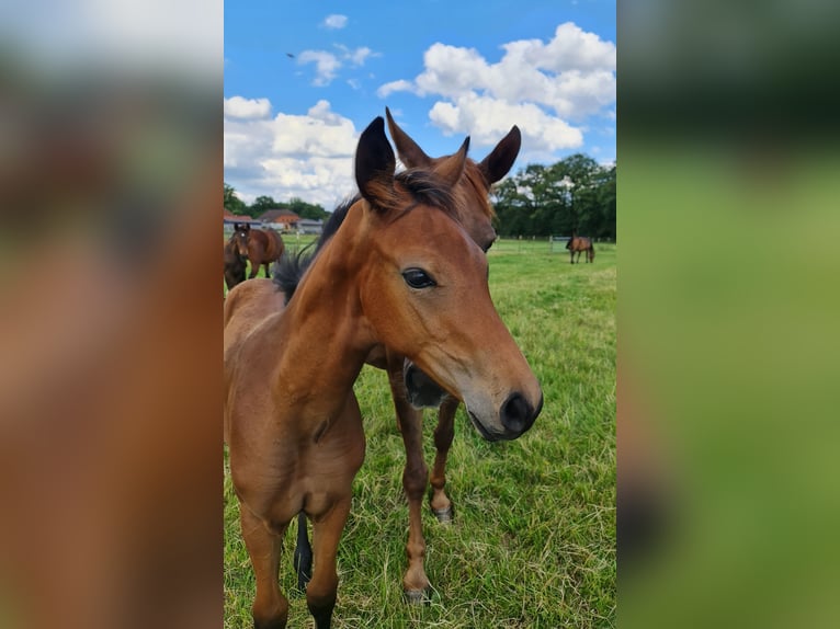 Oldenburg Mare Foal (03/2024) 16,3 hh Brown in Dötlingen