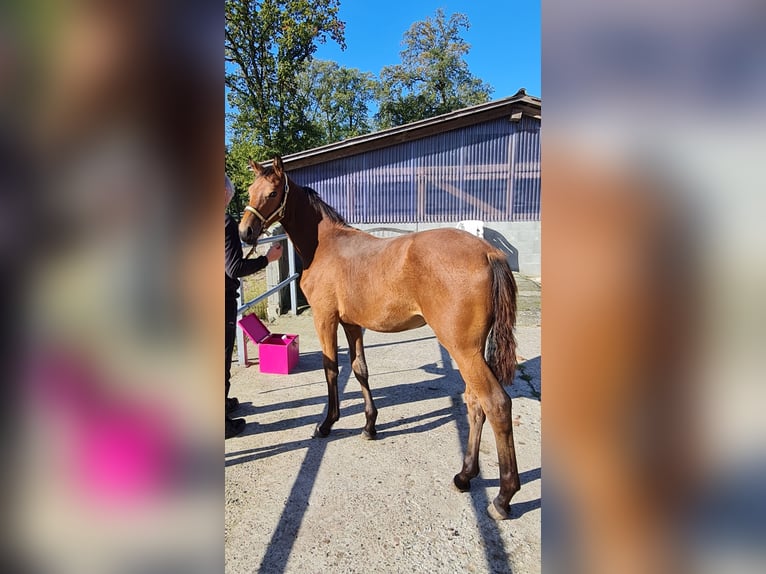 Oldenburg Mare Foal (03/2024) 16,3 hh Brown in Dötlingen