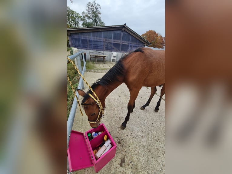 Oldenburg Mare Foal (03/2024) 16,3 hh Brown in Dötlingen